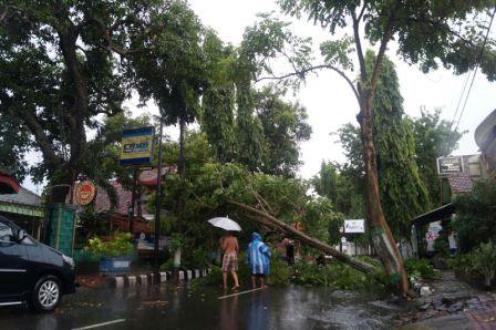 Pohon Tumbang di Jl. Kartini, Kediri
