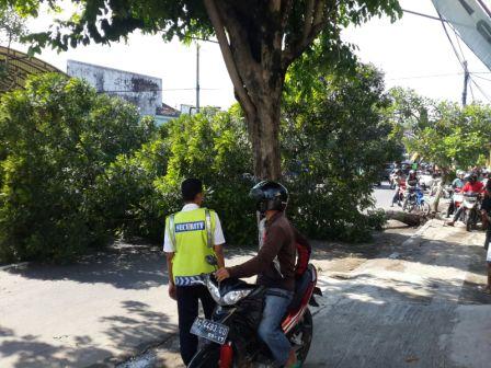 Pohon Tumbang di Jl. Urip Sumoharjo (24/2). Foto: Totok Wahyudi